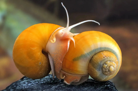 Apple Snail (Pomacea spp.)