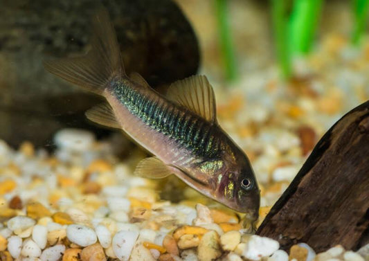Bronze Corydoras (Corydoras aeneus)