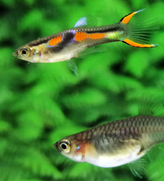 Blackbar Endler - Pair (Poecilia wingei)