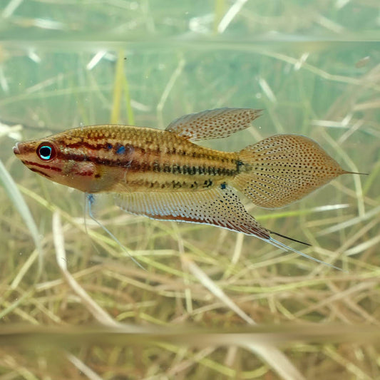 Croaking Gourami (Trichopsis vittata)