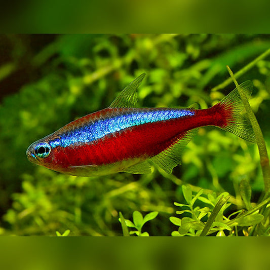 Cardinal Tetra (Paracheirodon axelrodi)