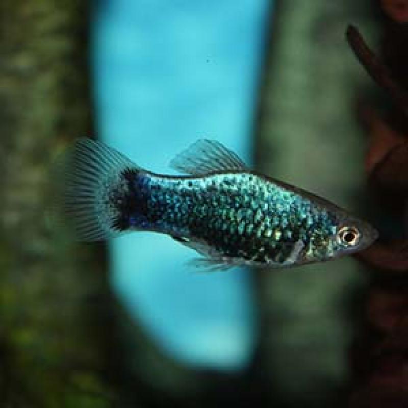 Green Lantern Platy (Xiphophorus maculatus)