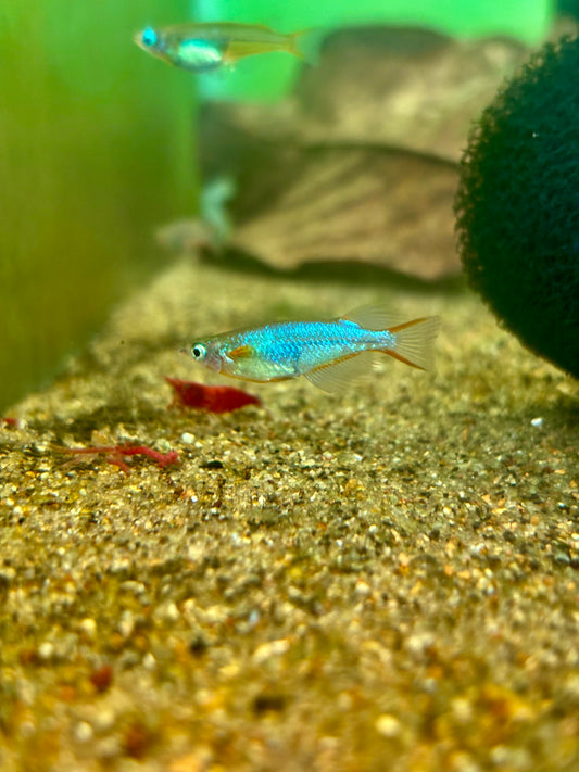 Daisy’s Blue Ricefish (Oryzias woworae)