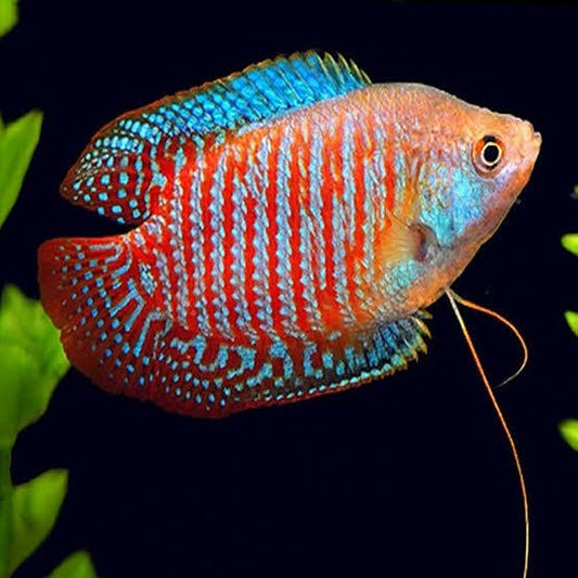 Dwarf Gourami (Trichogaster lalius)