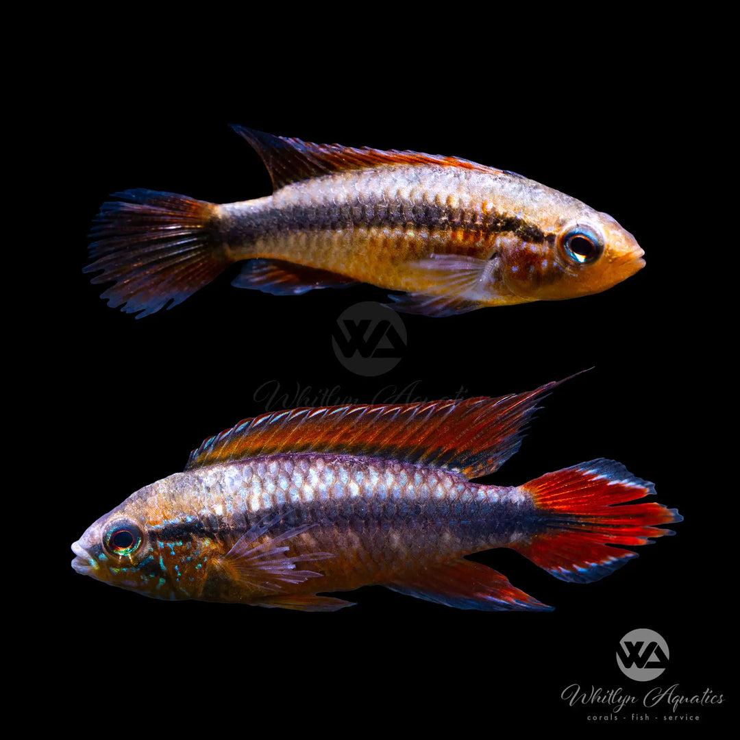 Apistogramma Agassizii Double Red - Pair (Apistogramma agassizii)