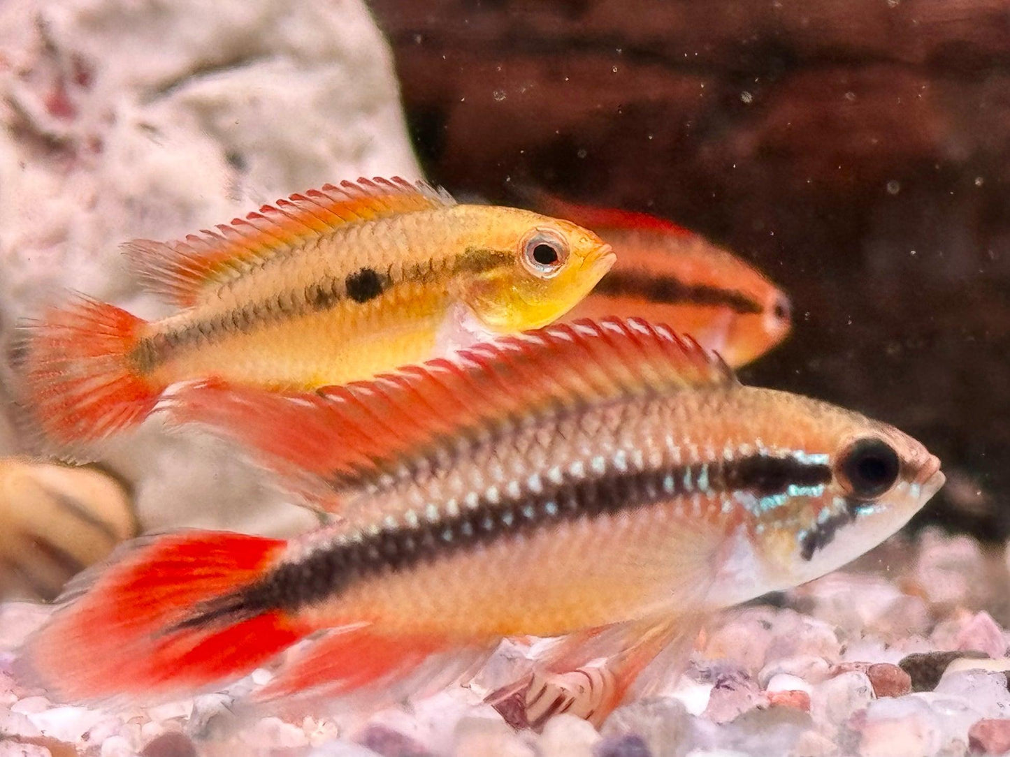 Apistogramma Agassizii Double Red - Pair (Apistogramma agassizii)