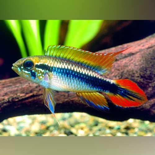 Apistogramma Agassizii Double Red - Pair (Apistogramma agassizii)