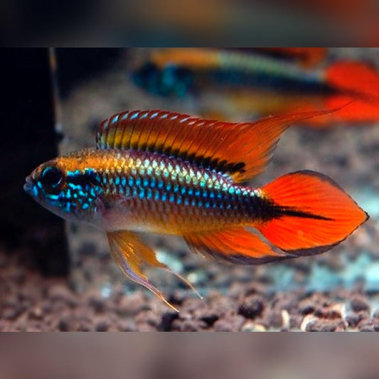Apistogramma Agassizii Double Red - Pair (Apistogramma agassizii)