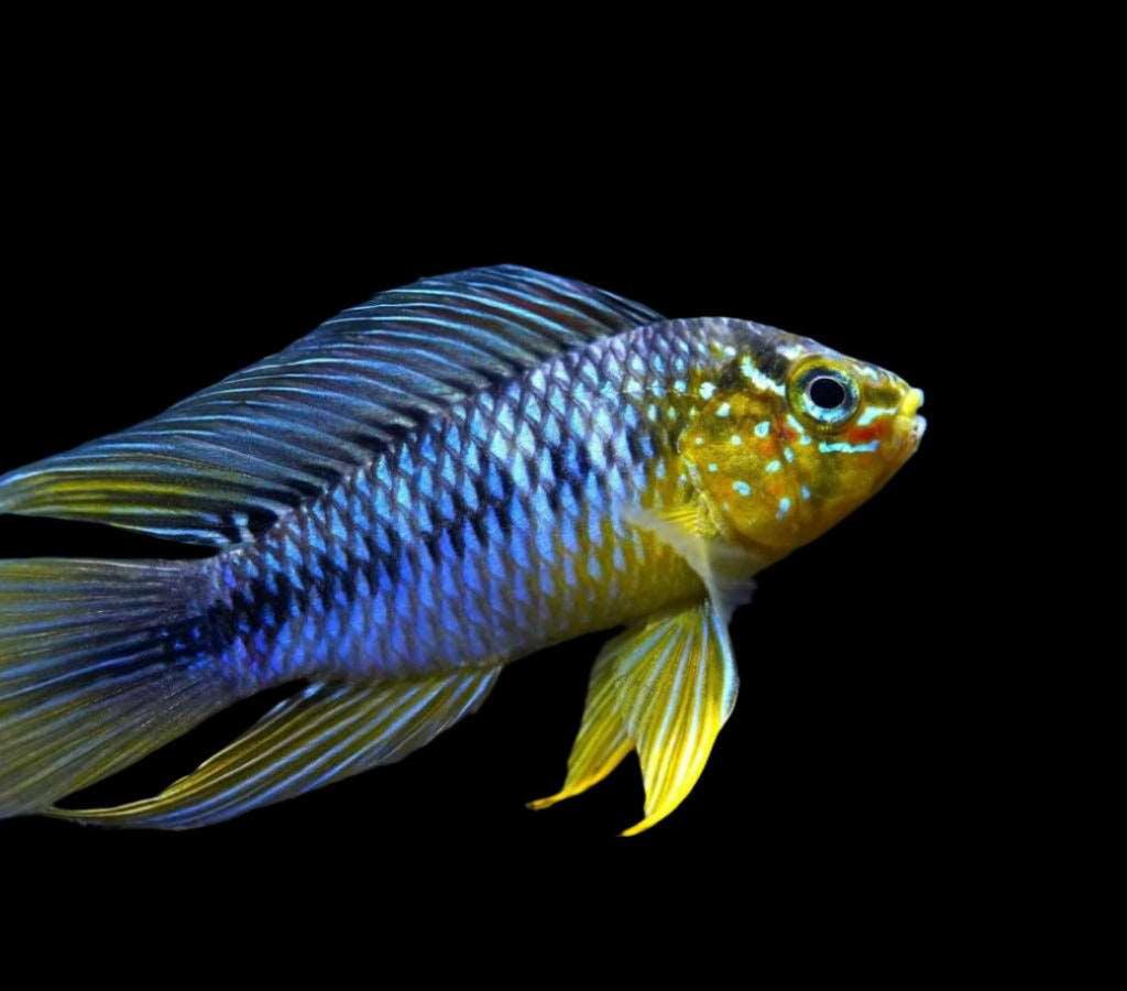 Apistogramma Borellii / Umbrella Dwarf Cichlid (Apistogramma borellii)