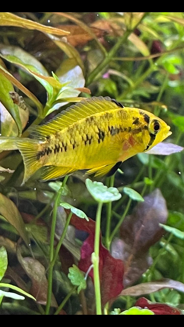 Apistogramma Borellii / Umbrella Dwarf Cichlid (Apistogramma borellii)