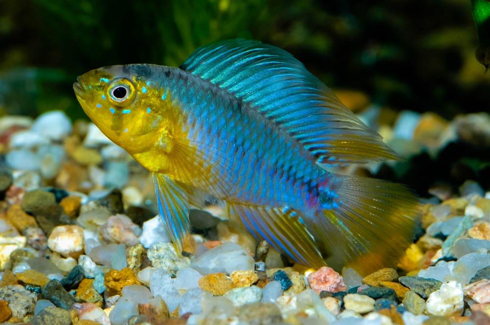 Apistogramma Borellii / Umbrella Dwarf Cichlid (Apistogramma borellii)