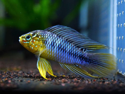 Apistogramma Borellii / Umbrella Dwarf Cichlid (Apistogramma borellii)