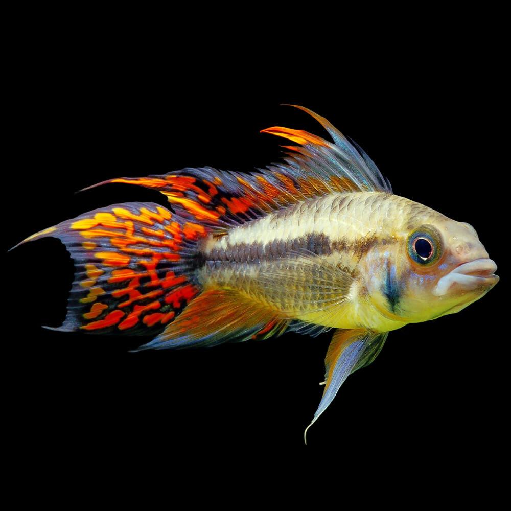 Apistogramma cacatuoides “Double Red” / Cockatoo Dwarf Cichlid - Pair (Apistogramma cacatuoides)