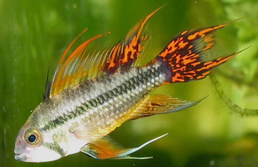 Apistogramma cacatuoides “Double Red” / Cockatoo Dwarf Cichlid - Pair (Apistogramma cacatuoides)