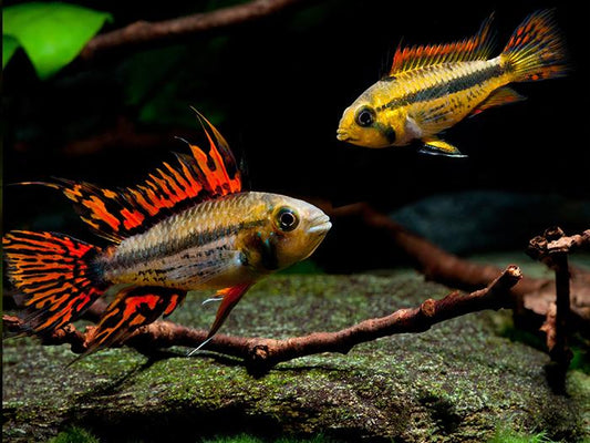 Apistogramma cacatuoides “Double Red” / Cockatoo Dwarf Cichlid - Pair (Apistogramma cacatuoides)