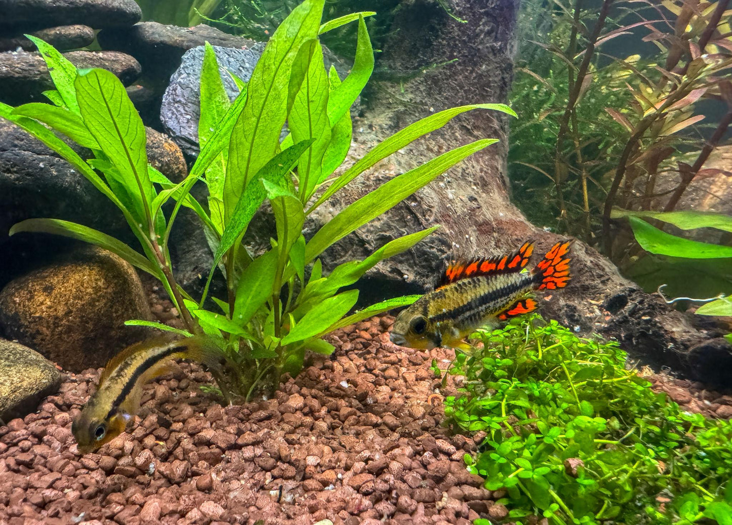 Apistogramma cacatuoides “Double Red” / Cockatoo Dwarf Cichlid - Pair (Apistogramma cacatuoides)
