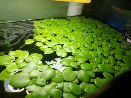 ~X) Plants - Amazon Frogbit (Limnobium laevigatum)