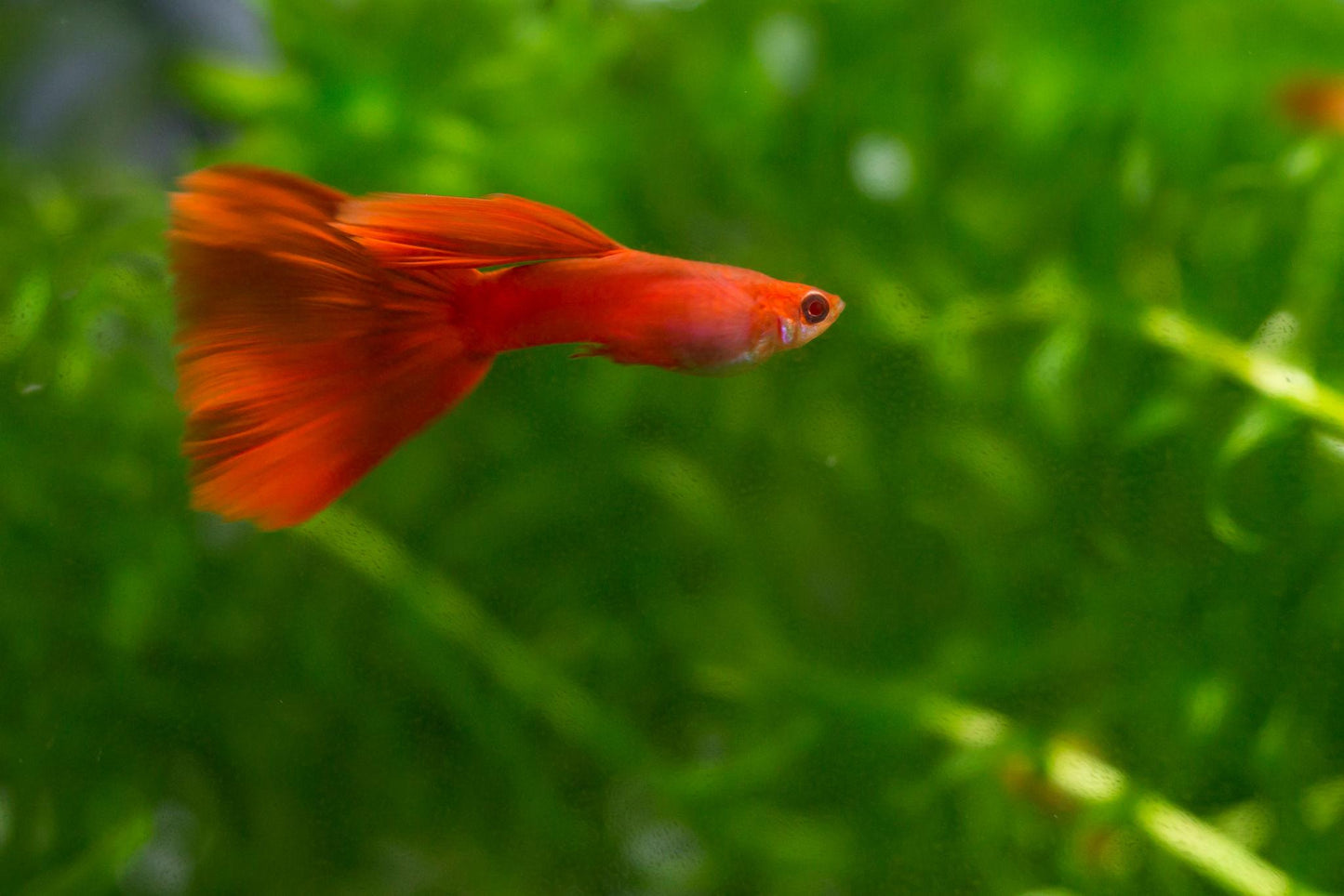 Albino Full Red Guppy - Pair (Poecilia reticulata)
