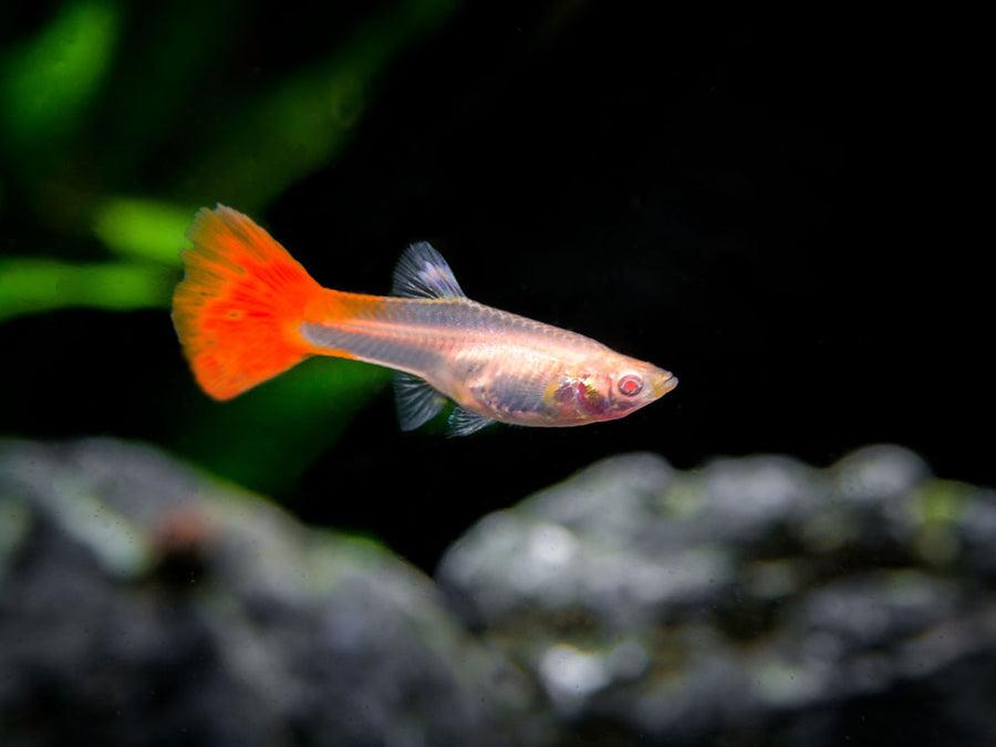 Albino Full Red Guppy - Pair (Poecilia reticulata)