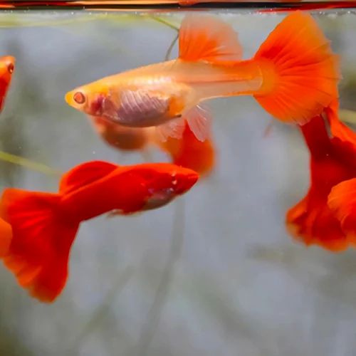 Albino Full Red Guppy - Pair (Poecilia reticulata)