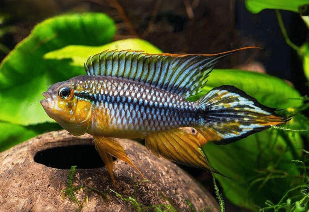 Apistogramma Agassizii “Alenquer” (Apistogramma agassizii)
