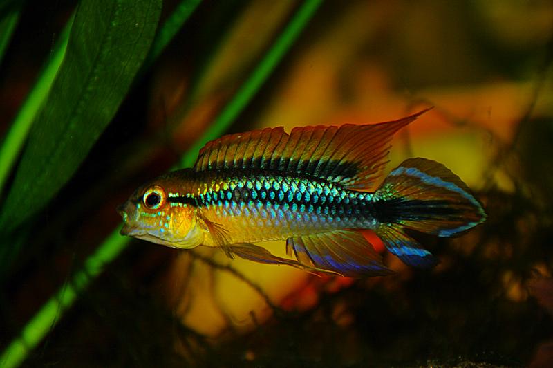 Apistogramma Agassizii “Alenquer” (Apistogramma agassizii)