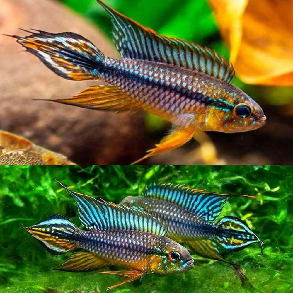 Apistogramma Agassizii “Alenquer” (Apistogramma agassizii)
