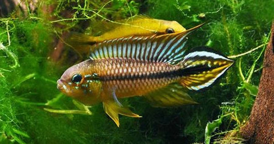 Apistogramma Agassizii “Alenquer” (Apistogramma agassizii)