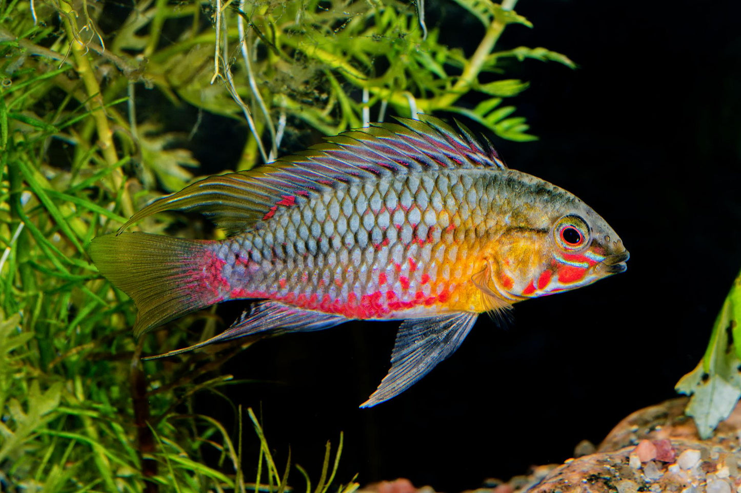 Apistogramma hongsloi Pair (Apistogramma hongsloi)