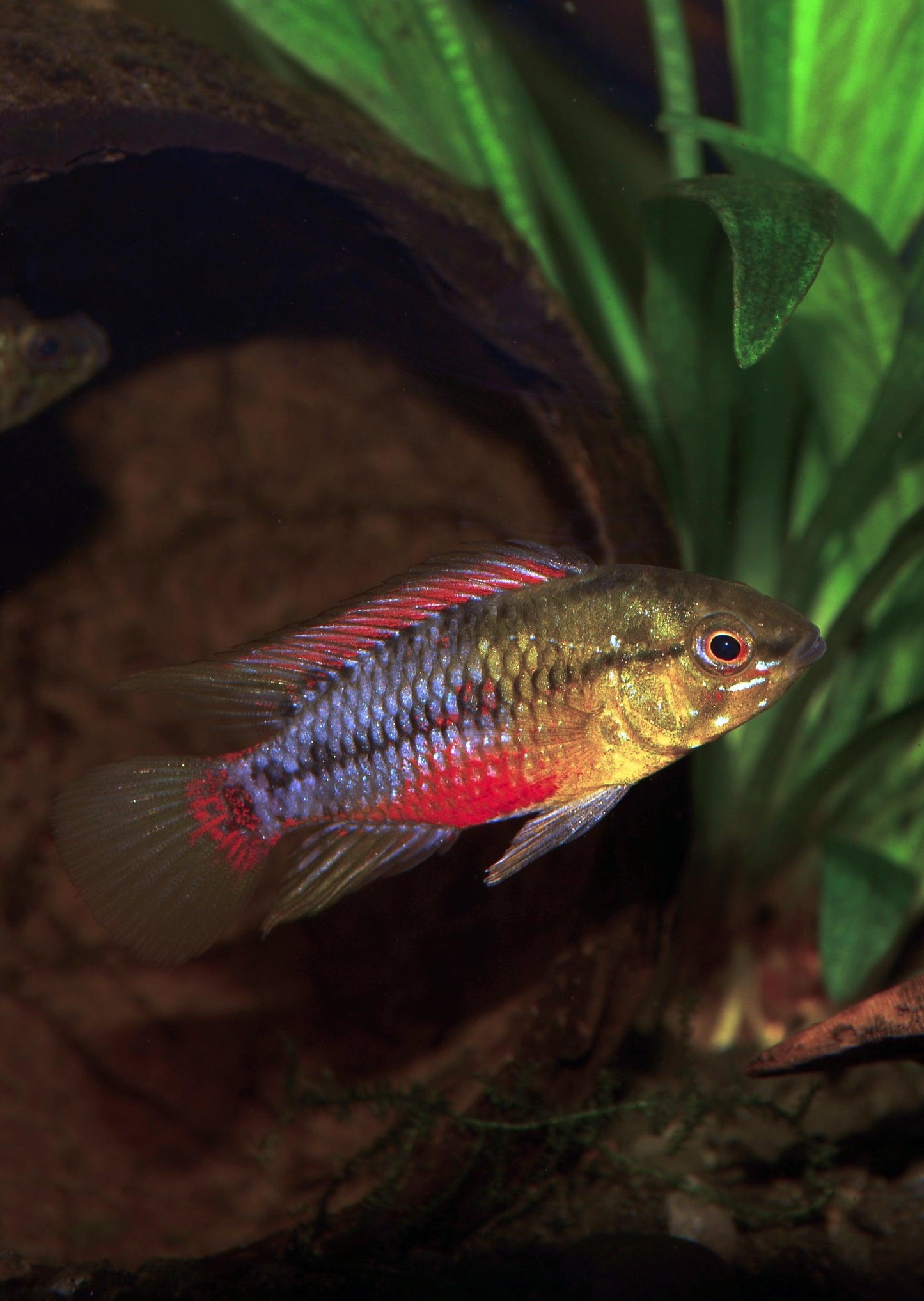 Apistogramma hongsloi Pair (Apistogramma hongsloi)