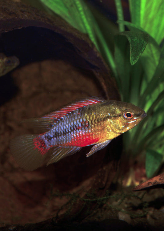 Apistogramma hongsloi Pair (Apistogramma hongsloi)