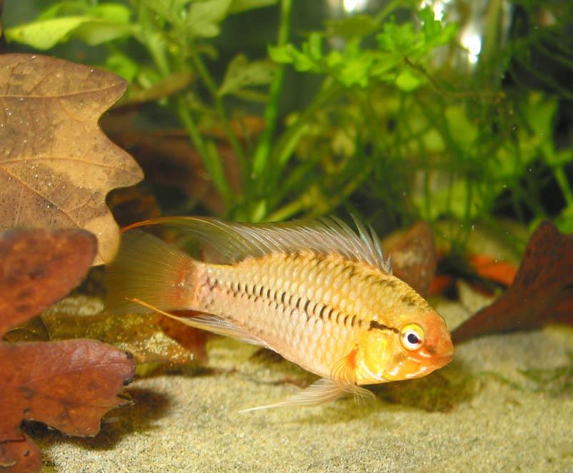 Apistogramma hongsloi Pair (Apistogramma hongsloi)