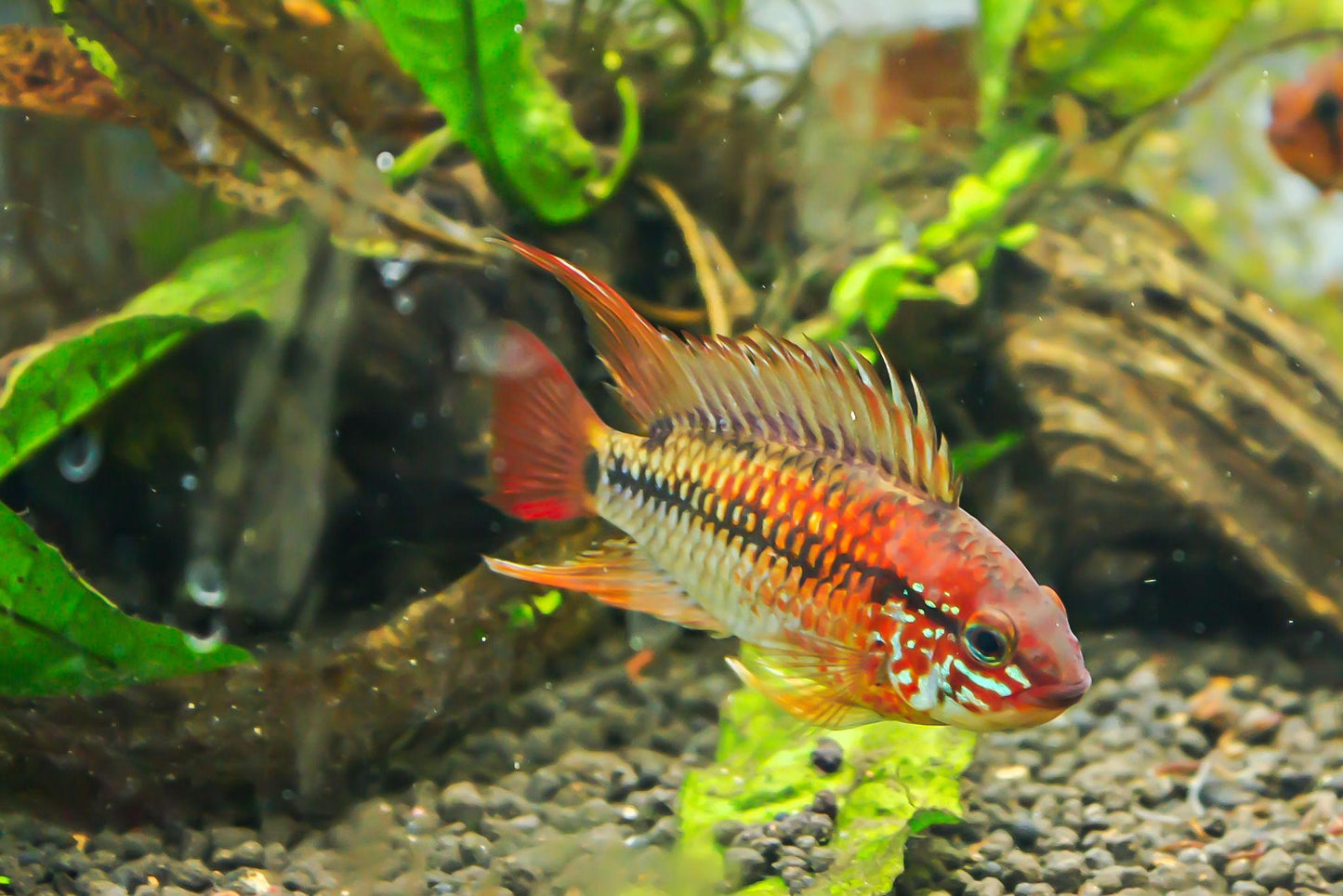 Apistogramma macmasteri Pair (Apistogramma macmasteri)