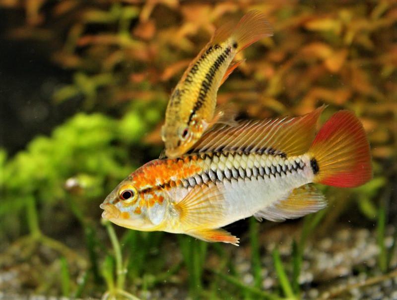 Apistogramma macmasteri Pair (Apistogramma macmasteri)