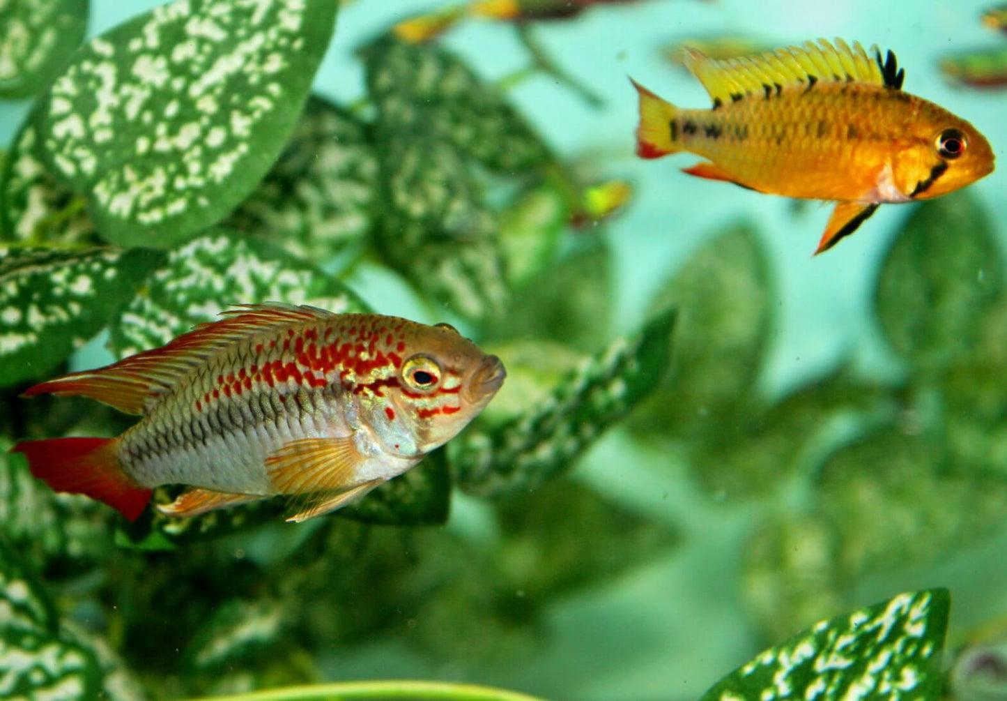 Apistogramma macmasteri Pair (Apistogramma macmasteri)