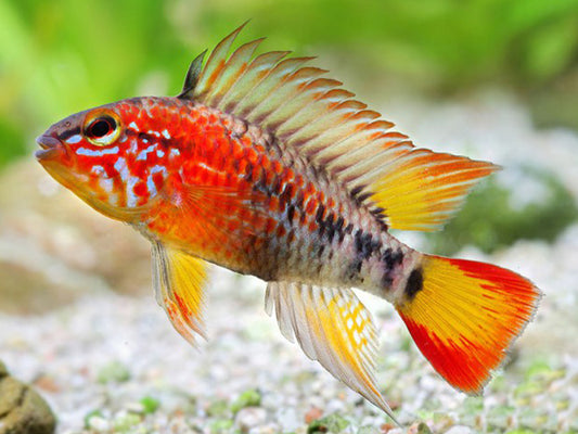 Apistogramma macmasteri Pair (Apistogramma macmasteri)