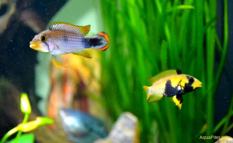 Apistogramma Panduro / Panduro Dwarf Cichlid - Pair (Apistogramma panduro)