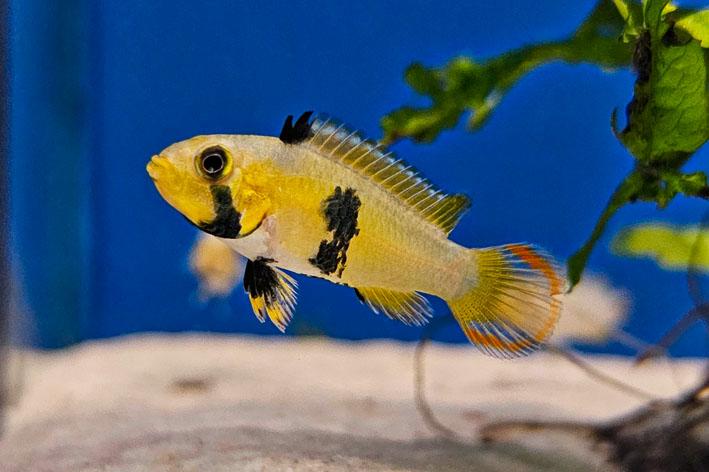 Apistogramma Panduro / Panduro Dwarf Cichlid - Pair (Apistogramma panduro)