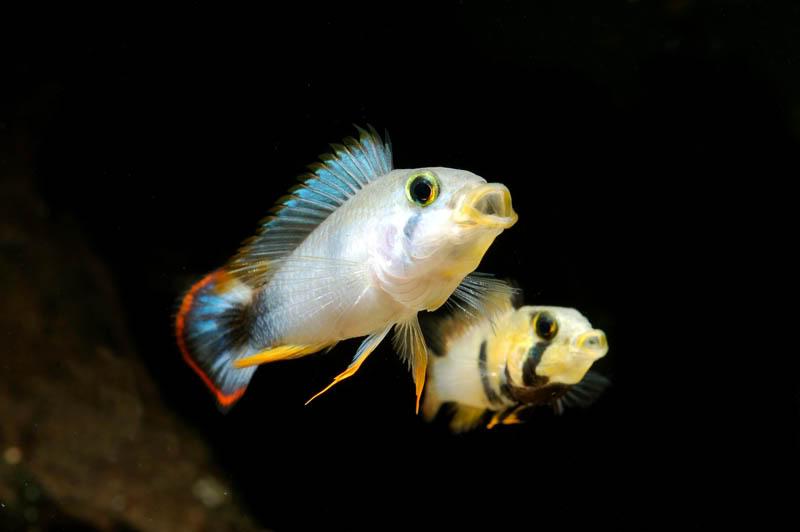 Apistogramma Panduro / Panduro Dwarf Cichlid - Pair (Apistogramma panduro)