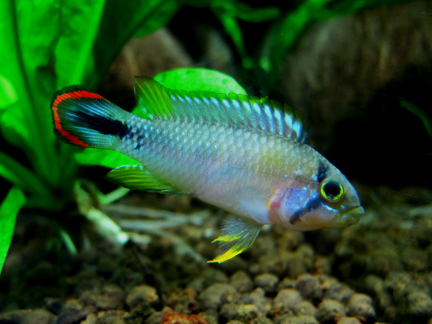 Apistogramma Panduro / Panduro Dwarf Cichlid - Pair (Apistogramma panduro)