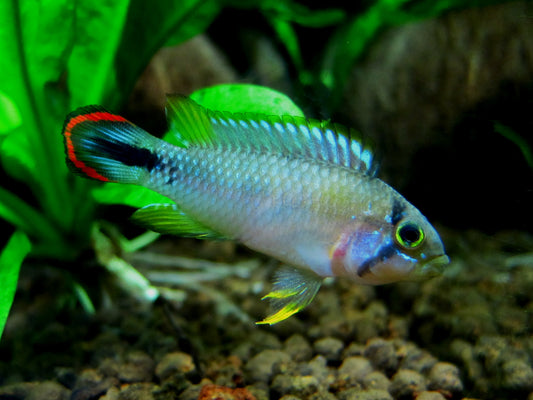 Apistogramma Panduro / Panduro Dwarf Cichlid - Pair (Apistogramma panduro)