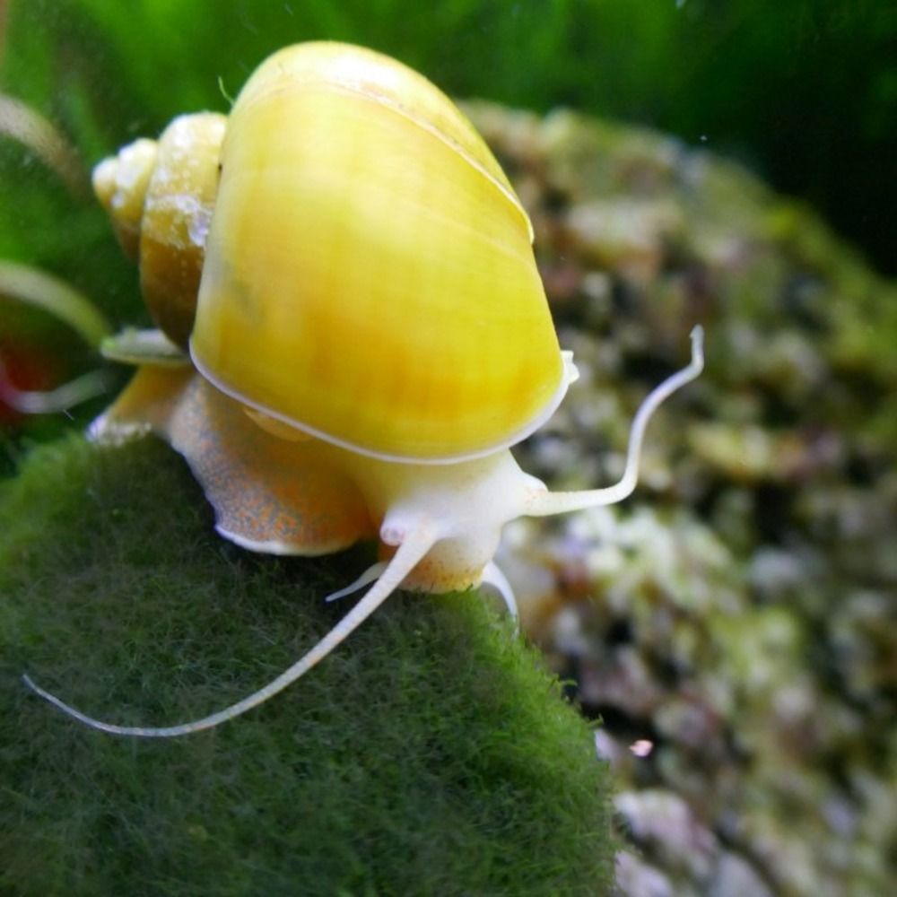 Apple Snail (Pomacea spp.)