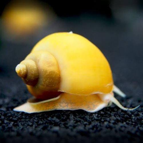 Apple Snail (Pomacea spp.)