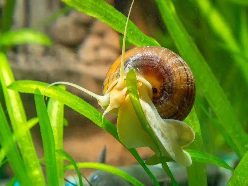 Apple Snail (Pomacea spp.)