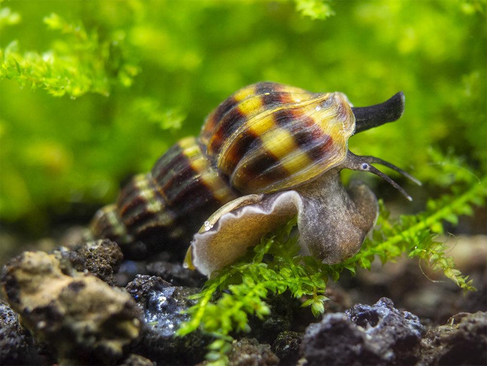 Assassin Snail (Clea helena)