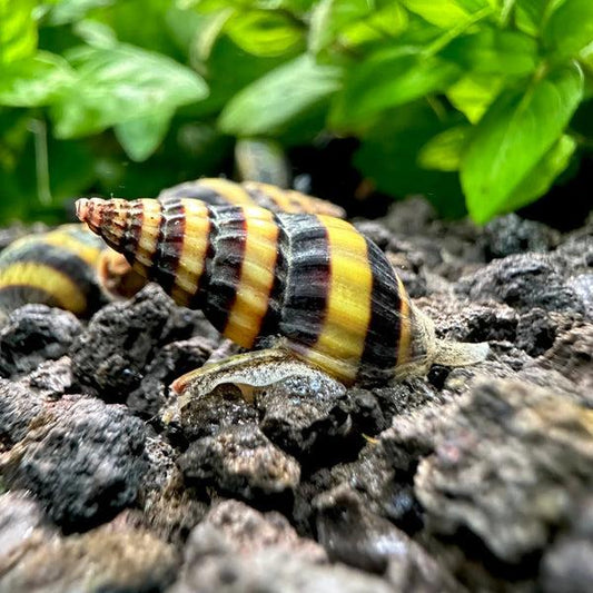 Assassin Snail (Clea helena)
