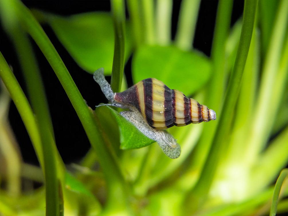 Assassin Snail (Clea helena)