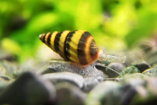 Assassin Snail (Clea helena)