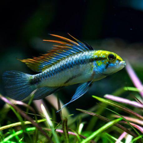 Apistogramma Trifasciata - Pair (Apistogramma trifasciata)