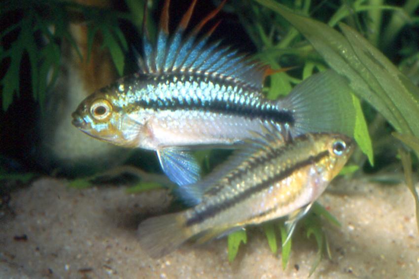 Apistogramma Trifasciata - Pair (Apistogramma trifasciata)